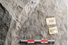 Foto (Detailansicht) von Calamites sp.  (NHMW-GEO-2024-0188-10987)